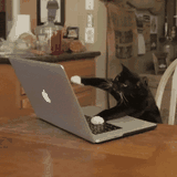 Cat typing code