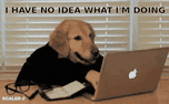 Monkey developer