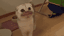 Popcat meme